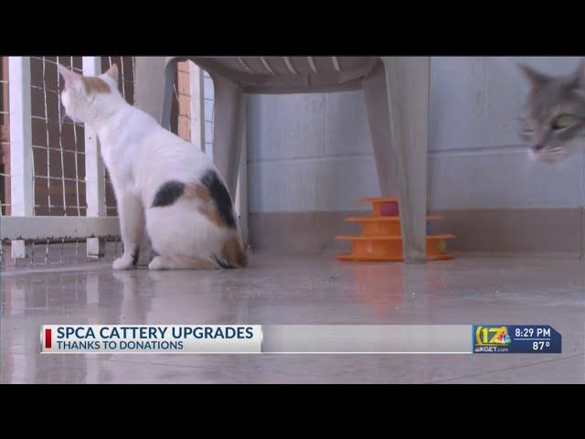 Bakersfield shelter begins construction of improved cattery