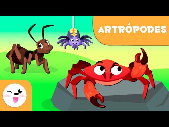 Artrópodes para crianças - Animais invertebrados - Ciências para crianças