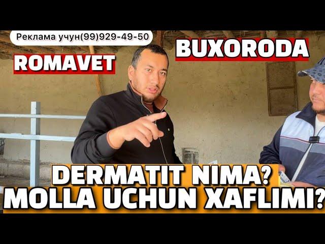 ROMAVET BUXORODA.CHORVA ISHQIBOZLARI UCHUN FOYDALI VIDEO.OGIZ OGRIQ…03.11.2024