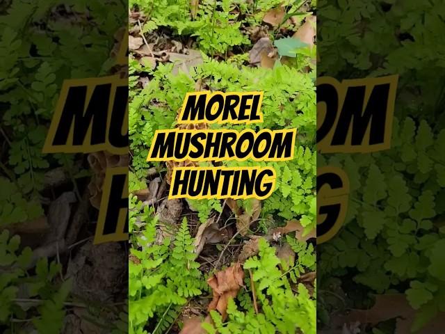 Morel Mushroom Hunting! #mushrooms #morels #fungi #mycology #food #foraging #mushroomhunting