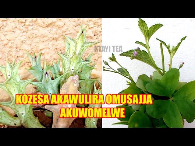 Kozesa Akawulira Omusajja Awulire Buwome bwa Mana yo Yoka Teka Omusajja mu Cuupa