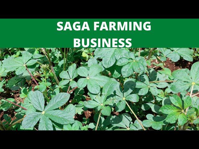 make 15K  EVERY month farming commercial saga| farming in kenya| spider plant farming business|