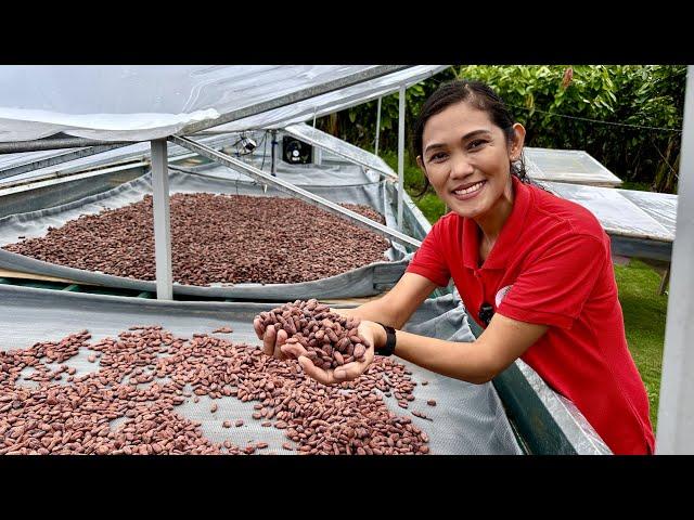 I.T. Expert, Walang Alam sa Cacao Farming, Pero 3 Years palang Super Productive na!