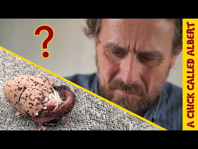 No Idea What Was About To Hatch | Wild Egg Rescue from birth to release