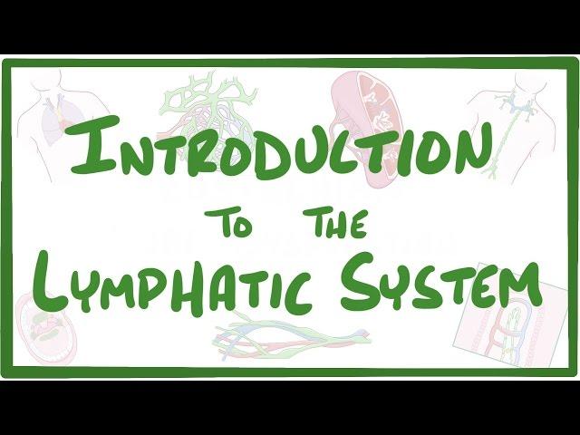 Introduction to the Lymphatic System