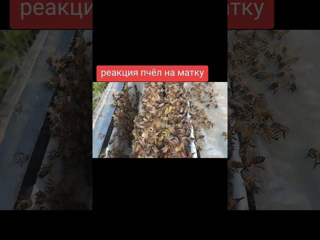реакция семьи на маточку #пчеловодство #workerbee #bee #beekeeper #beefeater #пчелы