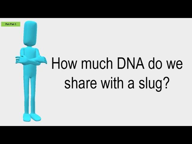 How Much DNA Do We Share With A Slug?