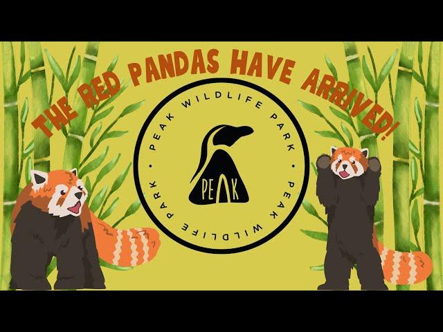 Peak Wildlife Park RED PANDAS ARE HERE! Park Updates | New Animals & MORE!