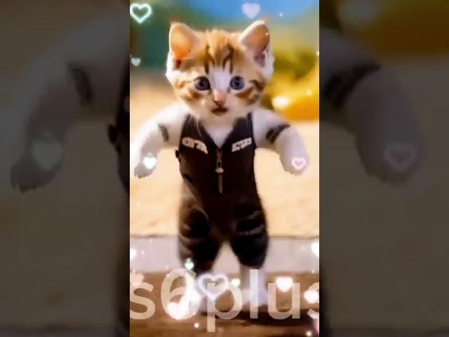 Cat_Dance__#shorts_#cat_#pet_#dance_#comedy(360p)(1)