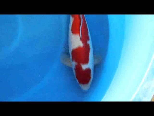 SVHQ tategoi Okawa kohaku female Koi Kichi World