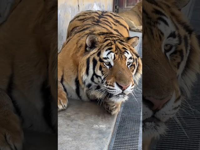 Nature’s Ninja – The Unbelievable Agility of Tiger Bioga!  