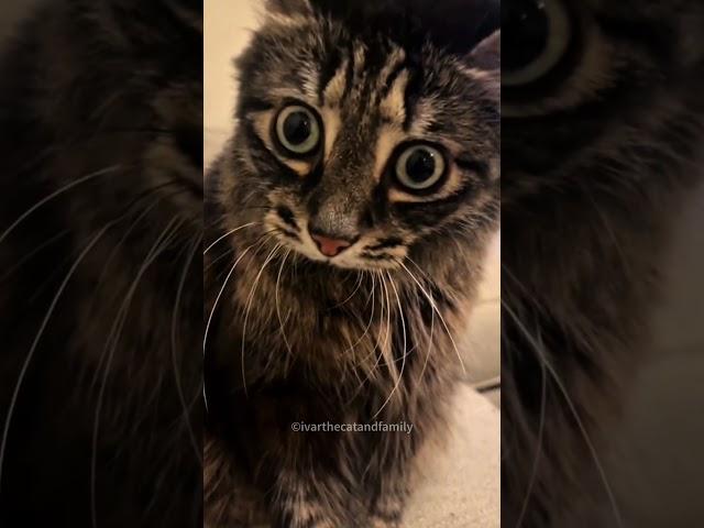 Meet This Unique Cat Duo