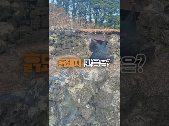 Reply! Jeju Black Pig│응답하라! 제주 흑돼지 