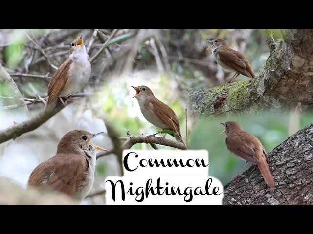 Common Nightingale Song, Canon R7 & RF 200-800mm lens. Menorca. Call, singing. 4K.