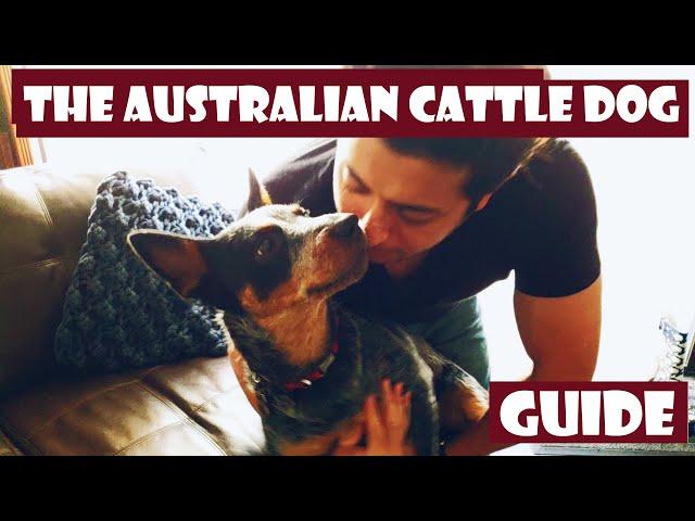 The definitive Introduction to the Australian Cattle Dog 101 (heeler)