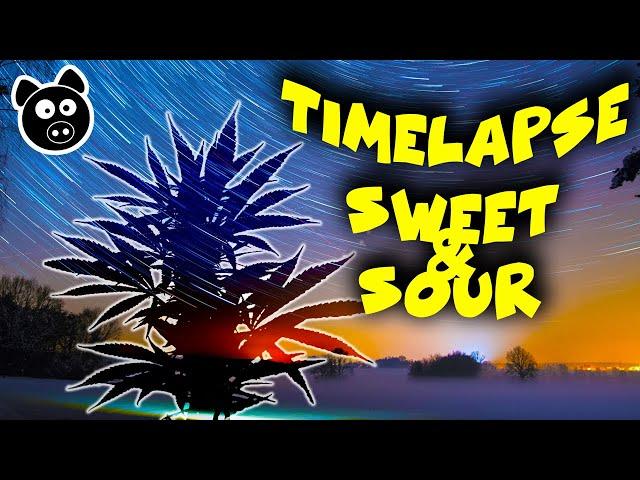 TIMELAPSE - Sweet & Sour Autoflower (Mephesto G) Full Cannabis Growth - Seed To Harvest