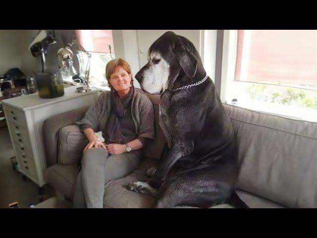 This Great Dane Dog Is Funnier Than You Can Imagine 