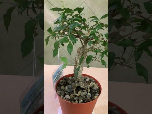 The Tropical Bonsai INc. Ruby Apricot Bonsai