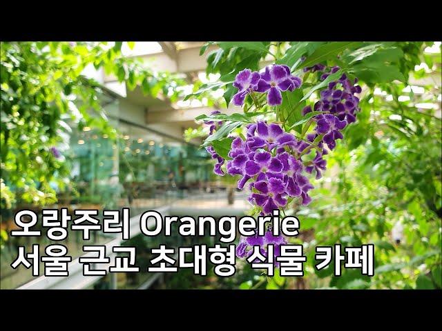 [오랑주리] 서울 근교 초대형 식물원 카페 Cafe Orangerie