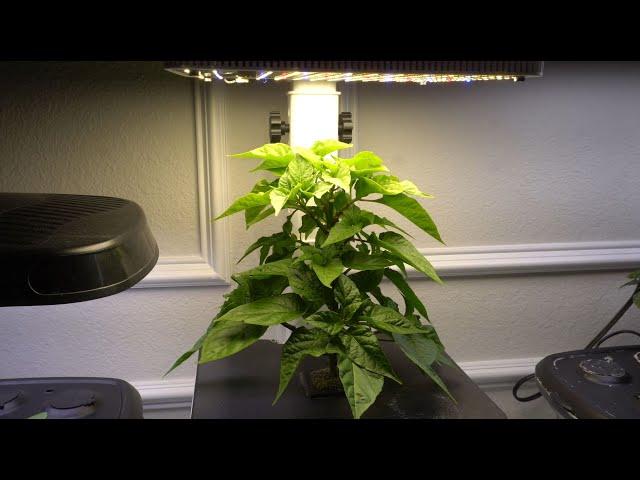 How To Prune Your Plants in Small Hydroponic Systems or AeroGarden