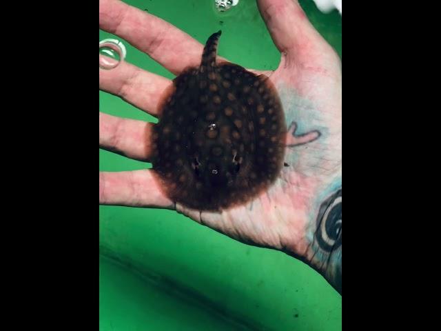 Baby stingray ( One hour old)