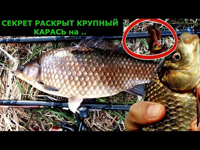 Подслушал!! Насадка для рыбалки Осенью на КАРАСЯ ЛЕЩА КАРПА