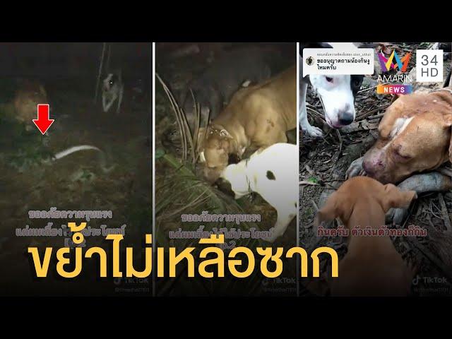 พิตบูล-แบนด็อก สุดโหด รวมพลังขย้ำงูเหลือมเลื้อยเข้าเล้าไก่