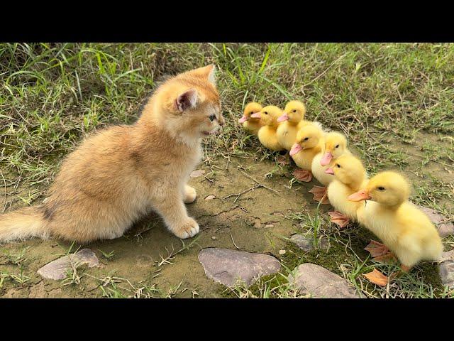 The kitten is so funny,taking the duck to find treasure!The treasure contains delicious food.so cute