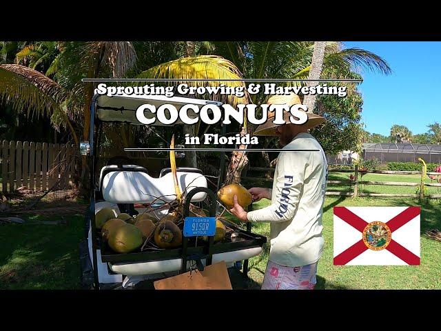 Sprouting Growing and Harvesting Coconuts in Florida