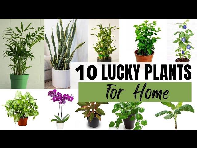 Top 10 Lucky Plants for Home| Vastu Plants |Feng Shui plants| Best Indoor plants