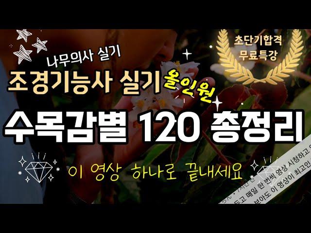 수목감별 120 총정리 설명포함 연속재생 (조경기능사 나무의사 실기)