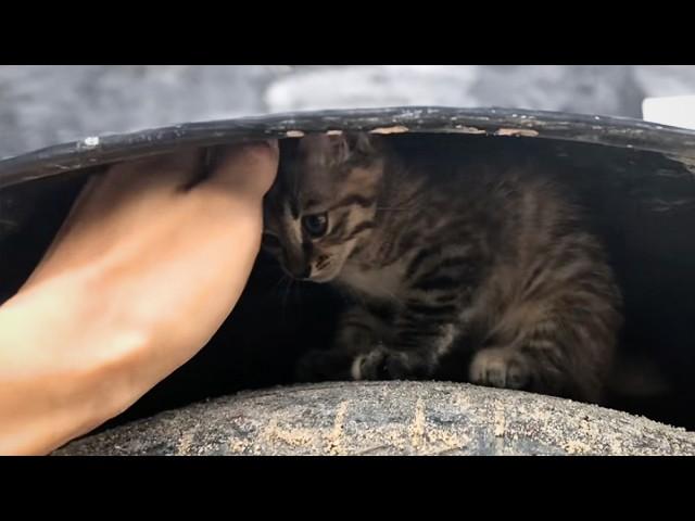 The poor stray kitten trembled on top of the car wheel, oblivious to the car starting up behind him.