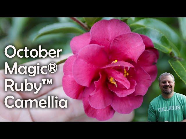 October Magic® Ruby™ Camellia