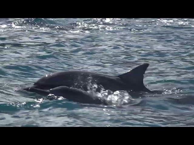 Moorea Ocean Adventure