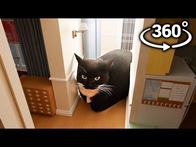 Maxwell The Cat 360° - IN YOUR HOUSE!