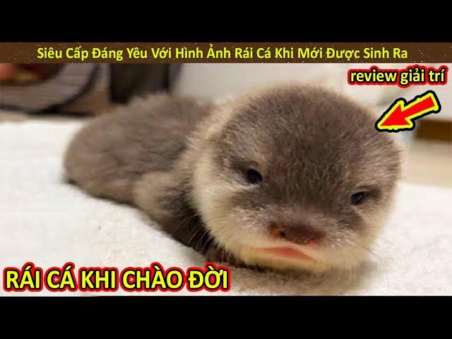 Hảo Hán Review Siêu Cấp Đáng Yêu Với Những Hình Ảnh Rái Cá Khi Mới Được Sinh Ra | Review Giải Trí