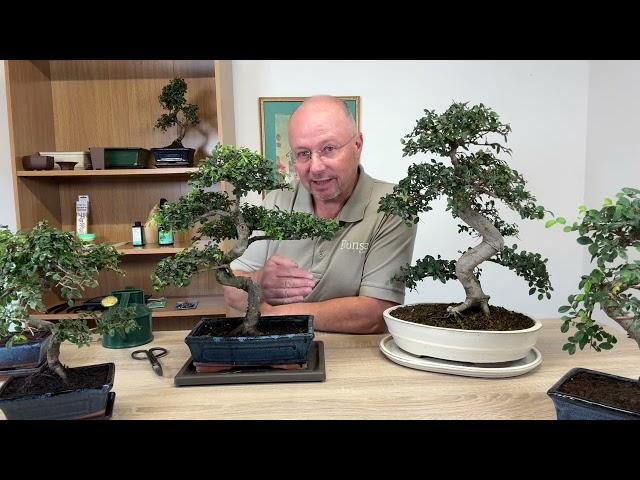 Chinese Elm Bonsai Basics - Positioning, Watering, Feeding & Pruning.