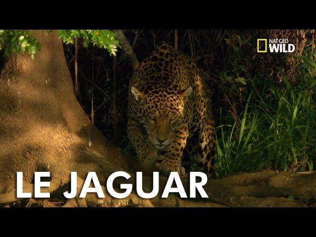 Le jaguar