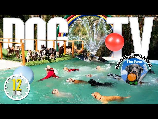 Dog Daycare TV: Entertainment for Dogs  Videos For Dogs to Watch to Prevent Boredom & Anti Anxiety