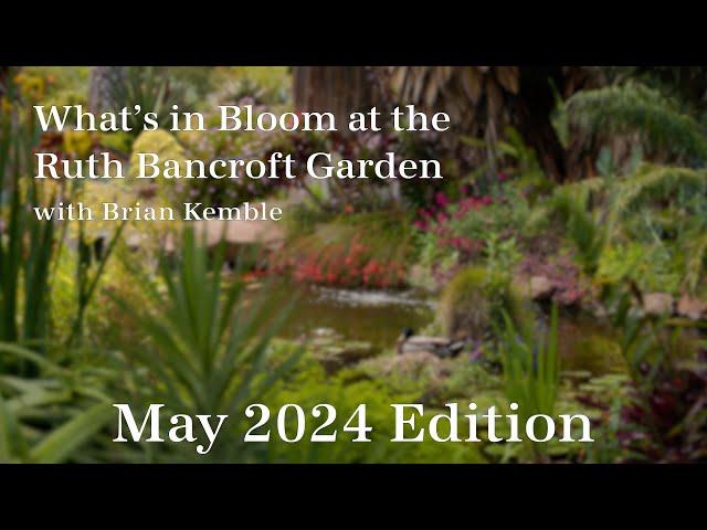 What's in Bloom at The Ruth Bancroft Garden  (May 2024)