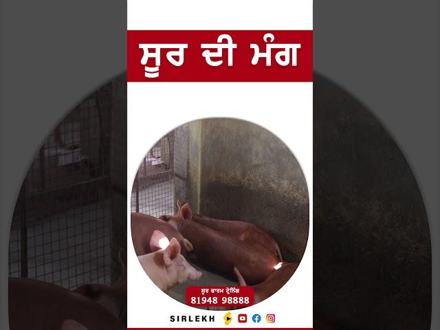 ਸੂਰ ਦੀ ਮੰਗ #pigfarm #reels #shorts