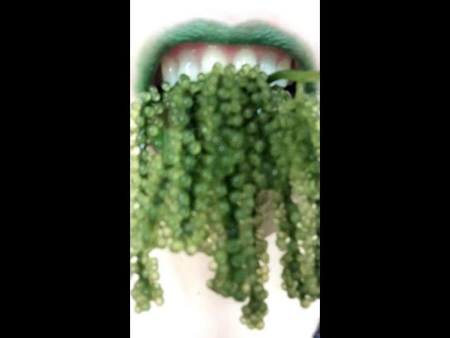 ASMR RAW SEA GRAPES EATING SOUNDS GREEN CRUNCHY SHORTS NSP ASMR lIP