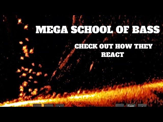 MEGA School of Bass on LIVESCOPE (Check out how they move)