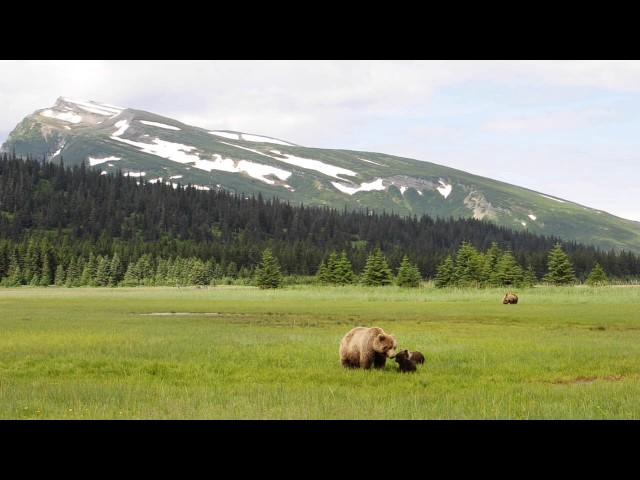 Two Brown Bear Families Come Close in the Sedge Grass