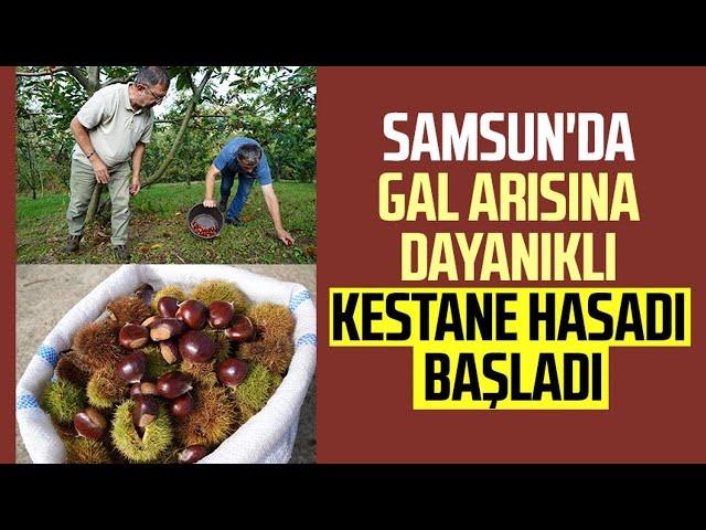 Samsun'da gal arısına dayanıklı kestane hasadı başladı