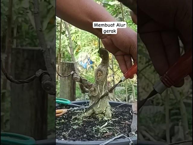 Creating basic movement patterns in bonsai #shorts #shortsfeed #bonsaitree #bonsaistyle #bonsaiideas