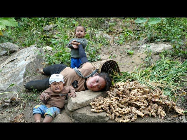 Harvest giant ginger to sell at the market - cook ginger soup for your children to eat