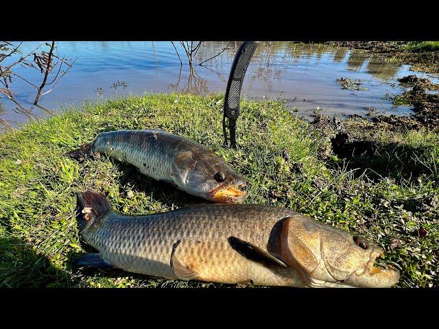 TARARIRAS,BOGAS,BAGRES “Pesca y Cocina” naturaleza, campo y aventura por increíble laguna ep2