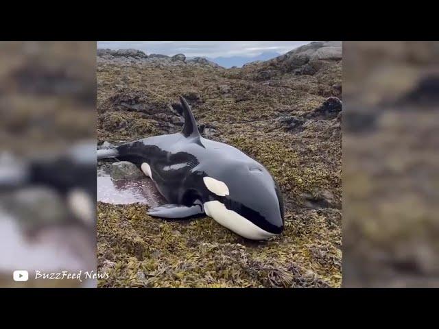 2024 orca rescue спасение касаток в море