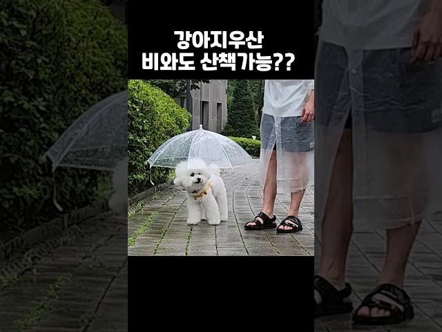 비오는 날 강아지우산 사용해본 후기ㅋㅋㅋ